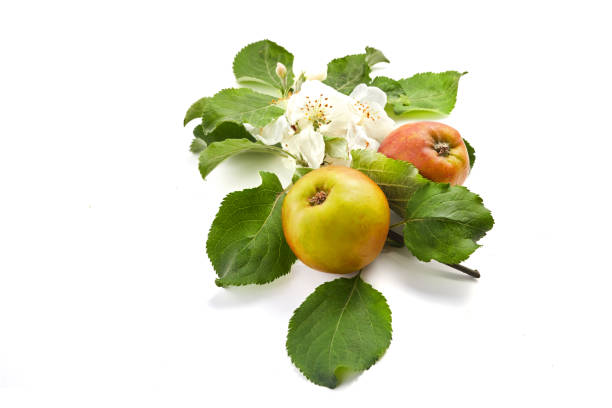 Blooming brunch with apples isolated on white background.