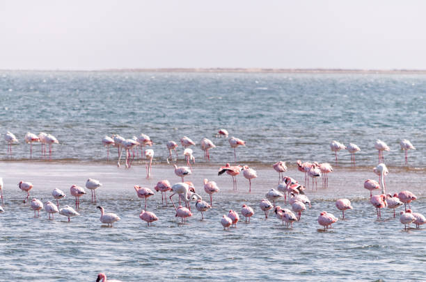 istock Flamingos near Walvis Bay 1493429053