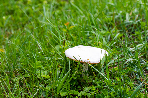 Small mushroom and autumn leaf on a green bed of moss