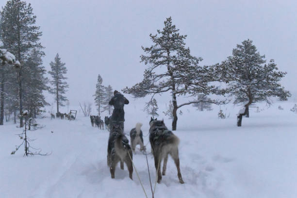 hundeschlittenfahren in norwegen - spitz type dog fotos stock-fotos und bilder