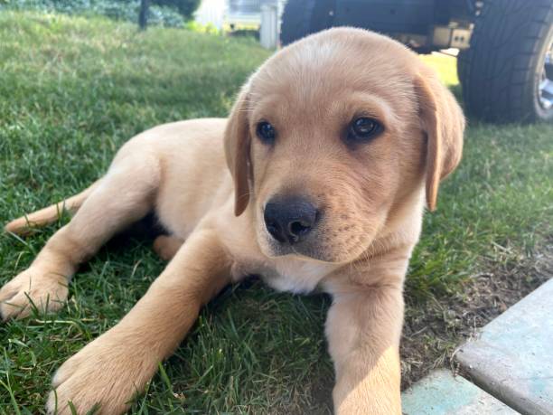 istock Lab puppy on lake in Michigan 1493431687