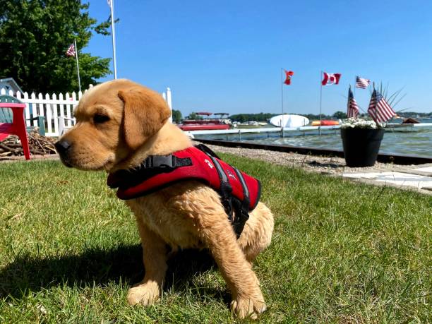 istock Lab puppy on lake in Michigan 1493431833