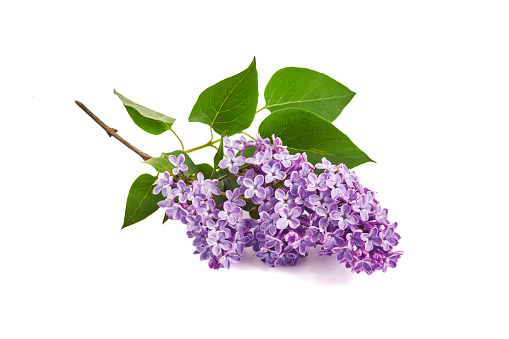 Lilac flowers closeup isolated on white background.