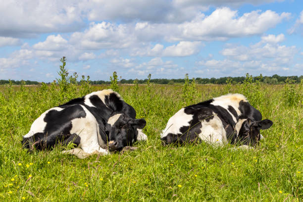 Two calf cows sleeping curled up in the middle of a grassland