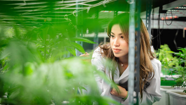 istock A researcher is investigating quality and analyzing cannabis plants that are being grown in a greenhouse. Herbal alternative for medicine. 1493434477