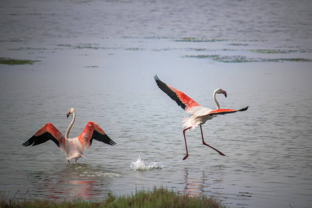 istock Flamingos feed on underwater creatures by the lake every morning 1493435893