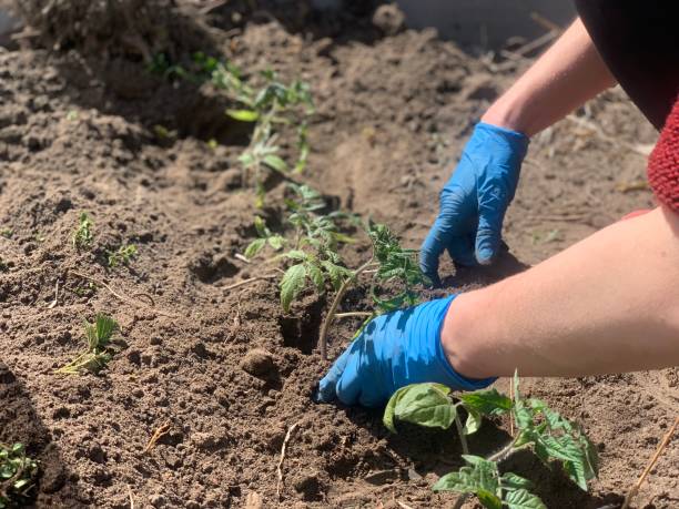 istock Planting tomato seedlings in open ground in spring. Agricultural technology 1493436226