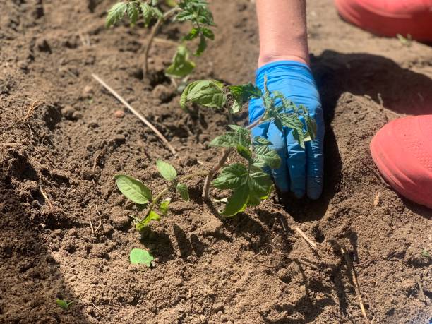 istock Planting tomato seedlings in open ground in spring. Agricultural technology 1493437035