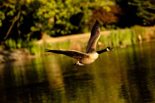 istock Wild goose in a majestic flight over a serene pond or lake. 1493441129