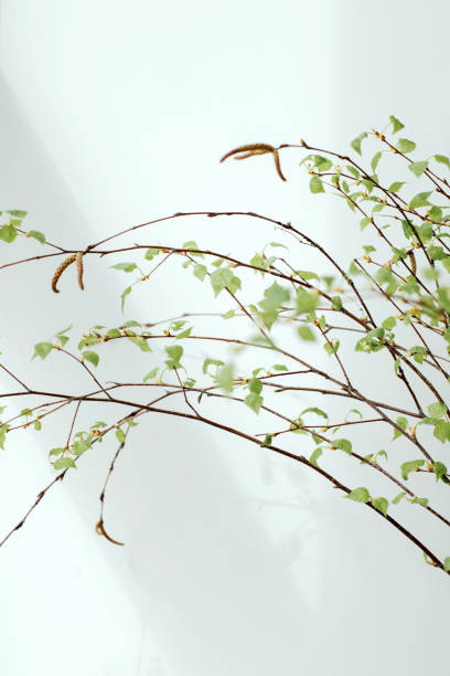istock Tree branches of birch tree with young green leaves with shadows on a white background 1493442975