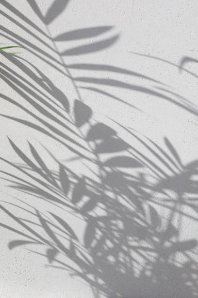 istock Shadow of decorative palm tree branches on a gray background. Natural background, copy space 1493443023