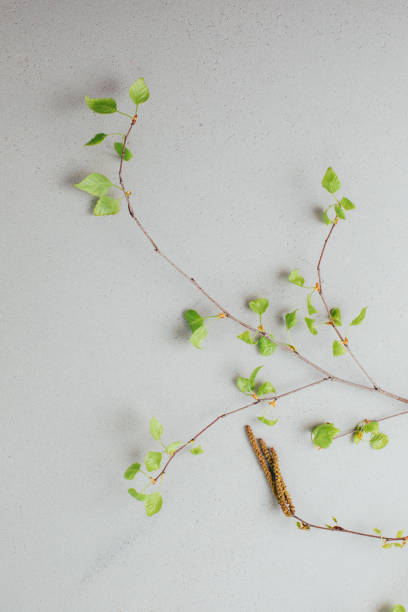 istock Tree branches of birch tree with young green leaves with shadows on a gray concrete background 1493443030