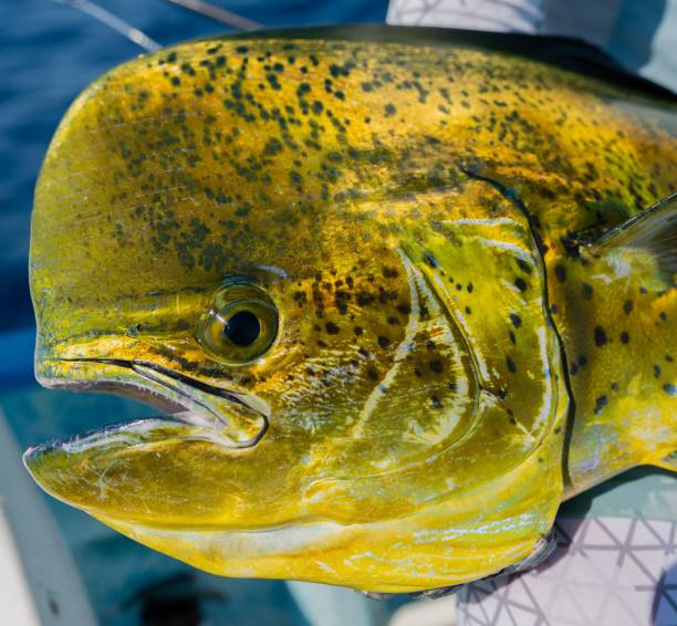 крупная желтая обыкновенная рыба-дельфин (coryphaena hippurus), пойманная человеком - coryphaena стоковые фото и изображения