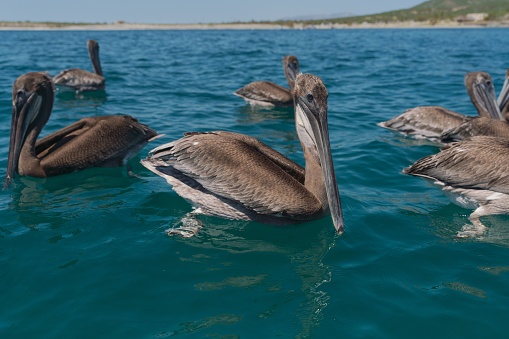 A group of brown pelicans gracefully swim near a sandy beach on a crystal-clear blue body of water