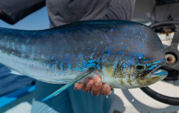 istock Large blue common dolphinfish (Coryphaena hippurus) caught by a person 1493443459