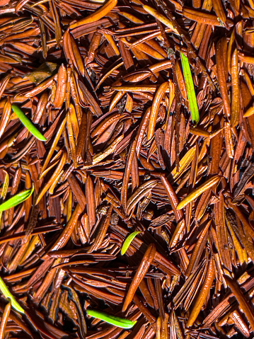 A close up image of pine needles on the ground. A few of them are different and still showing their evergreen.