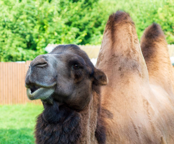 ritratto di profilo di un cammello sullo sfondo della fauna selvatica. dromedar cammina nel parco sul prato. - camel smiling israel animal foto e immagini stock