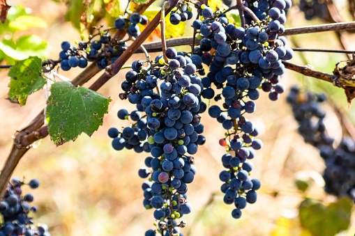 A vibrant, sun-soaked image of a cluster of ripe, purple grapes still attached to the vine