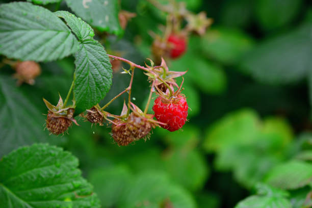 istock A raspberry bush with a few drops of water on it and green leaves on background 1493445511
