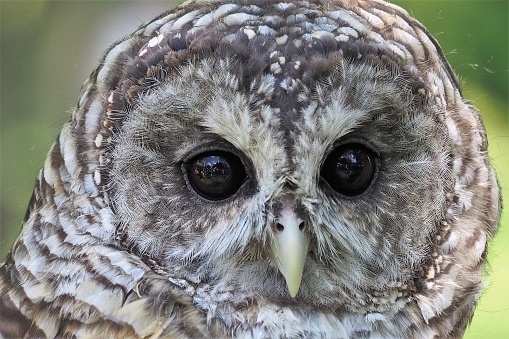 An up-close image of an owl's face and its deep, penetrating eyes