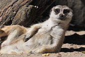 a meerkat laying on its back with it's head slightly up