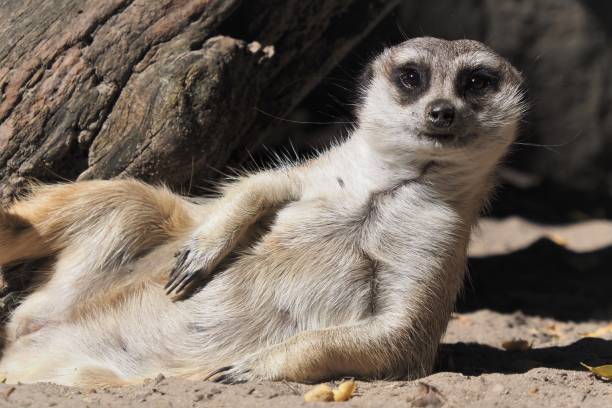 a meerkat laying on its back with it's head slightly up A meerkat reclining on its back with its head slightly raised towards the sky meerkat stock pictures, royalty-free photos & images