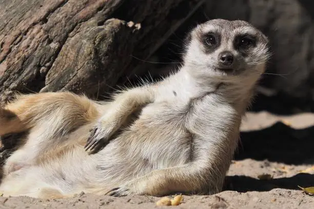 A meerkat reclining on its back with its head slightly raised towards the sky