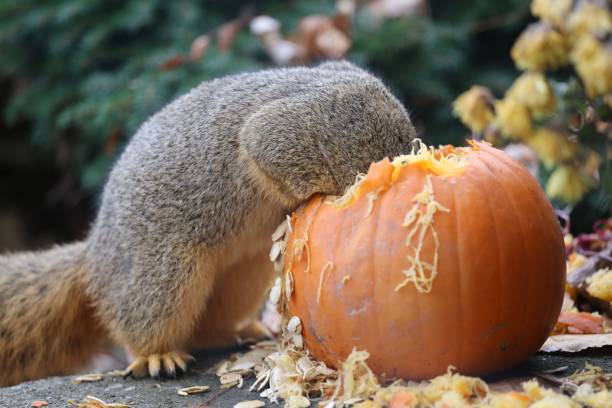 A gray squirrel perched atop a gray stone enjoying a bright orange pumpkin snack