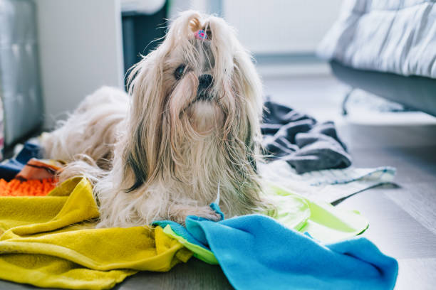 Shih tzu dog stock photo