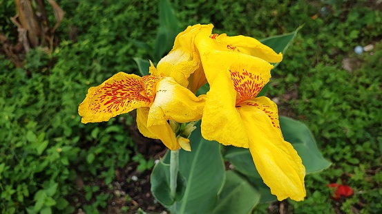 Canna lily, also known as canna or lily, is a flowering plant known for its beautiful flowers and attractive leaves.