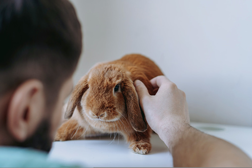 young caucasian bearded veterinarian doctor examining red rabit sitting on white table. Image with selective focus