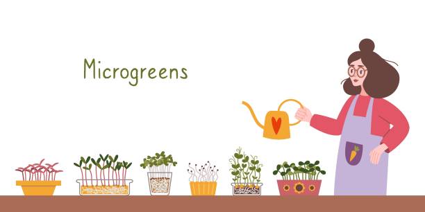 90] Microgreens Clipart Vector PNG , SVG, EPS, PSD, AI