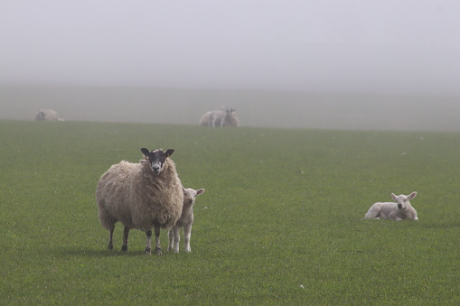 Sheep in the mist