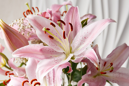 Bouquet of pink lilies on a white background close-up. Lily flowers as a background.