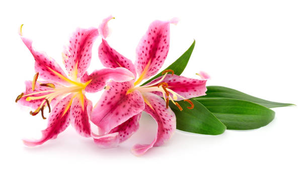 Two pink lilies. stock photo