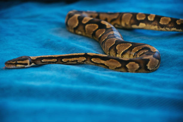 istock Pet snake slithers across a bed 1493449922