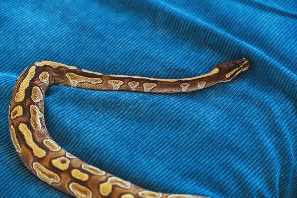 istock Pet snake slithers across a bed 1493449967