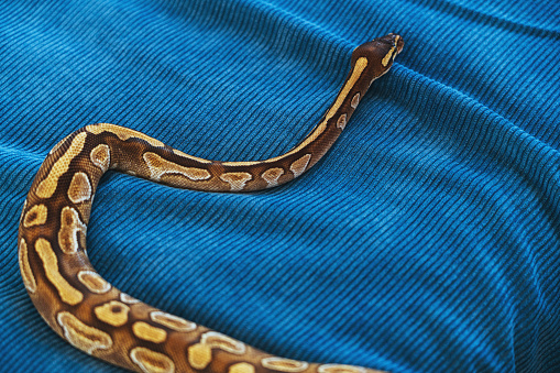 Pet snake slithers across a bed