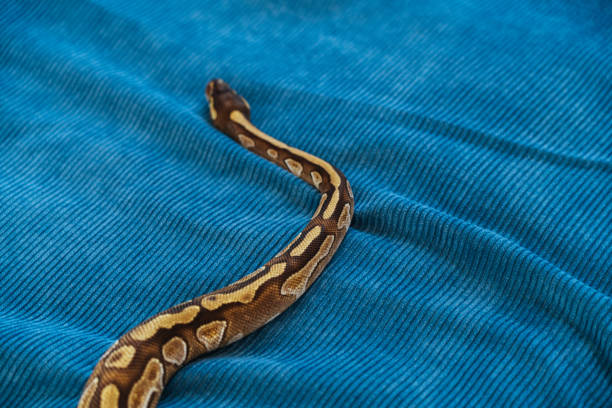 istock Pet snake slithers across a bed 1493450485