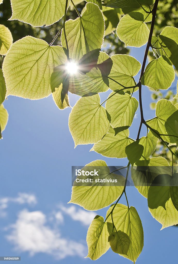 linden green leaves linden green leaves, shining in the sun, on blue sky background Blue Stock Photo