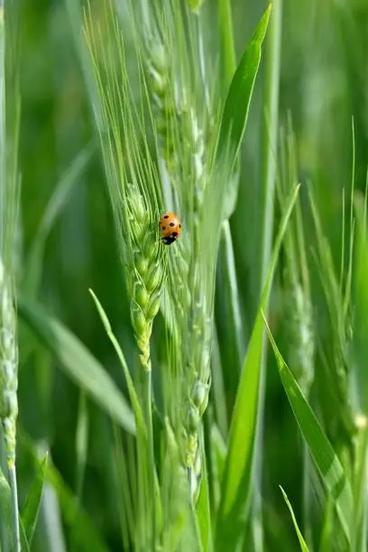 Close up image of a ladybug perched on a single blade of wheat in a vibrant green field