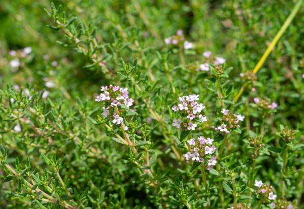 istock thyme in bloom in the garden in the spring 1493454201