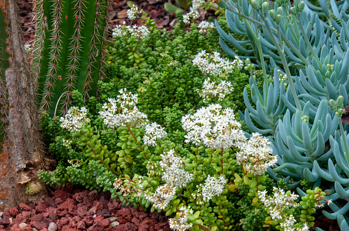 Sedum rubrotinctum also known as jelly-beans, jelly bean plant, or pork and beans. Is a succulent plant native to Mexico.