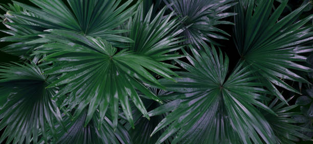 istock Sugar palm leaf color tone dark in the morning. 1493454430