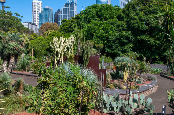 istock View across cactus garden to city skyline 1493454559