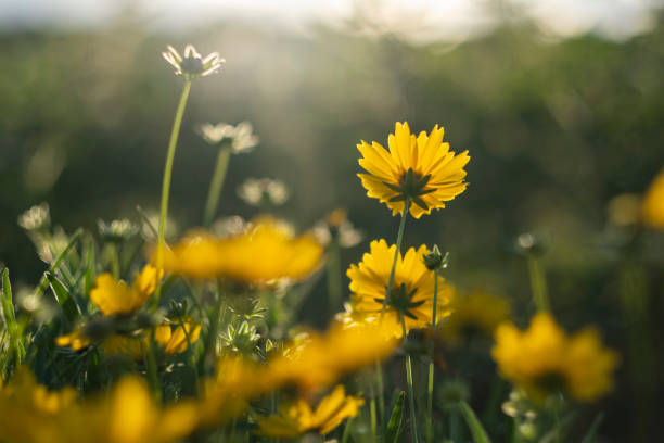 istock Cosmos bipinnatus in sunset 1493455256