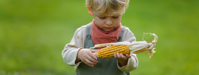Portrait of little boy holding homegrown corn in the garden.
