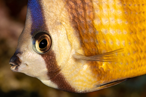 Kleins or Sunburst Butterflyfish Chaetodon kleinii occurs in the tropical Indo-Pacific from Red Sea and East Africa to the Hawaiian Islands and Samoa, north to southern Japan, south to New South Wales, Australia and New Caledonia, in the Eastern Pacific in the Galapagos Islands in a depth range from 4-61m, usually below 10m, max. length 15cm. Its a common species with distinct pairing, feeding mainly on soft coral polyps, algae and zooplankton.
Kraka Island, Banda Sea, Indonesia, 4°30'10.6682 S 129°53'17.6959 E at 12m depth