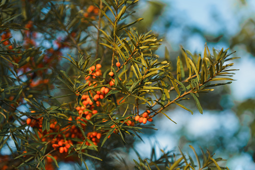 Close-up of a sea buckthorn twig at autumn.