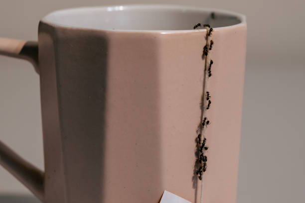 istock A plague of ants in the kitchen - falling on a cup 1493463871